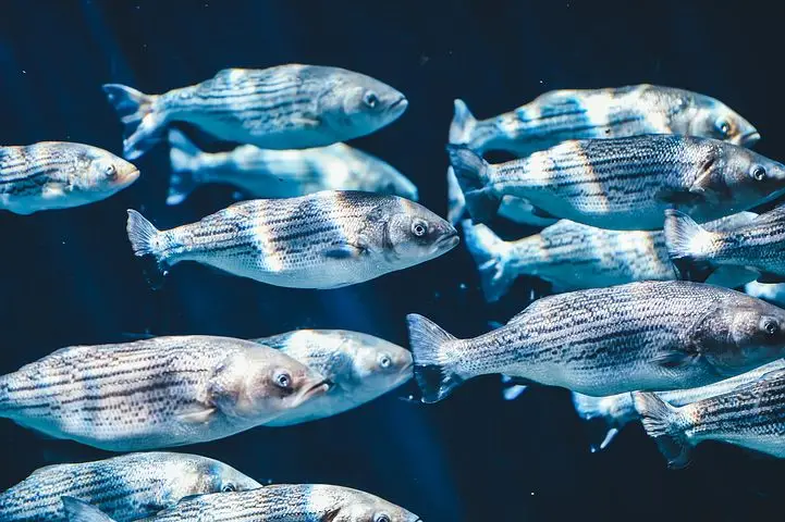 Robotic Fish Created to Control Invasive Species