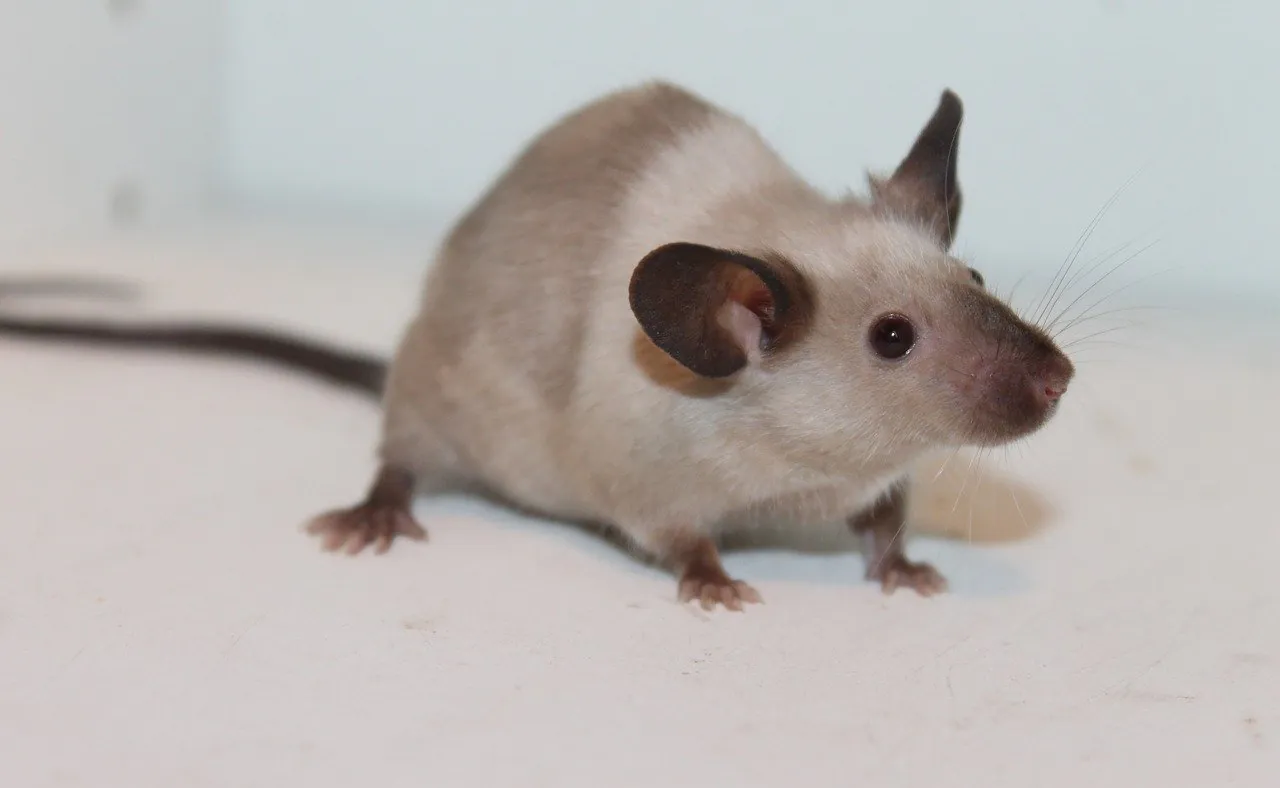 Facial Expressions Of Mice Analyze With Artificial Intelligence Facial Expressions Of Mice Analyze With Artificial Intelligence