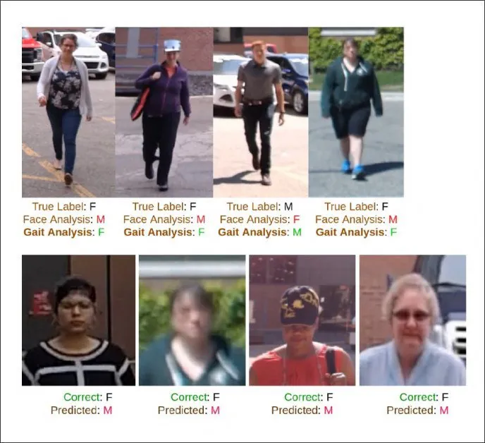 From the new paper: various examples where gender recognition systems fail. In the above row, we see the researchers' new gait-analysis system correctly matching the true label for the image (M or F), whereas face analysis has failed in the same instance. In the row below we see instances where the labeling tools used by the researchers have produced 'noisy' (i.e. incorrect) gender labels. To counter this, the researchers used PENCIL ('Probabilistic End-to-end Noise Correction for Learning with Noisy Labels'), among other methods.