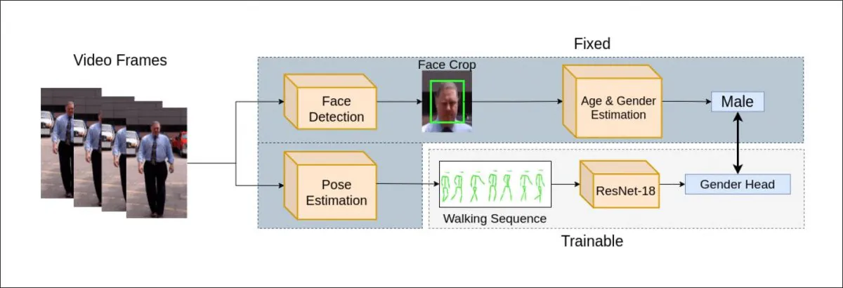 The new method derives gender identity from facial analysis models which operate under constraints (such as limited usable angle, and the need for dataset curation). The system then assigns skeletal movement characteristics as male or female, and distills characteristic walking signatures for each, ignoring facial, clothing and other unreliable sources of data. Source: https://arxiv.org/pdf/2111.00538.pdf