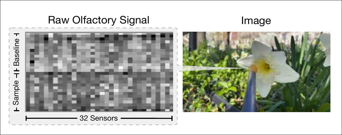 This example shows the signal and corresponding image for a flower. The full olfactory signal consists of a 28x32 matrix, combining a 14-frame ambient baseline with two 10-second samples taken from different angles around the target object.