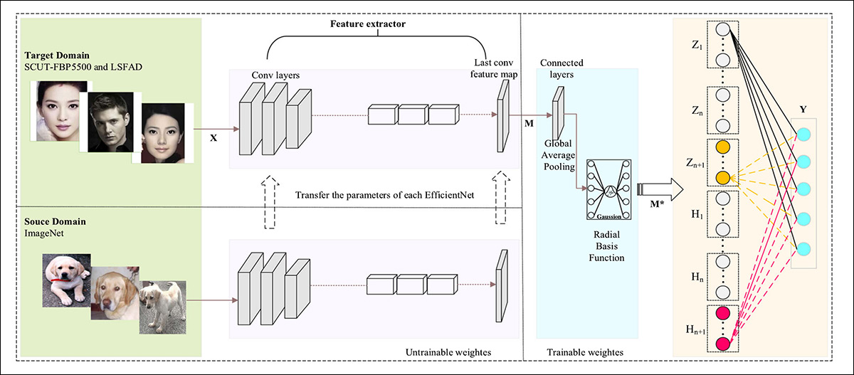 Architecture of the ER-BLS model, where facial images are processed by a pre-trained EfficientNet feature extractor, then refined through a connection layer using pooling, normalization, and radial basis function (RBF) transformation. The output is then passed to the Broad Learning System (BLS), to produce the final facial beauty score.