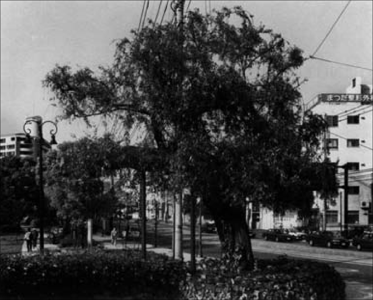 A 'hibaku tree' photographed in 1993. This resilient willow was situated a mere 1,600 meters from the hypocenter of the Hiroshima nuclear explosion. To describe this as an 'irradiated' tree would not convey the same intent, as the term 'hibaku' is associated with the 1945 explosions, rather than being a general term. Source - https://web.archive.org/web/20140521032403/http://arnoldia.arboretum.harvard.edu/pdf/articles/1993-53-3-hibaku-trees-of-hiroshima.pdf