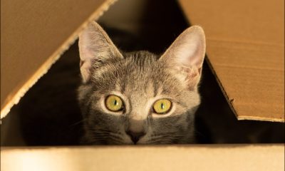 A picture of a cat peeping out of a box. No alterations, just cropping. Original image 'silver tabby cat in brown cardboard box' submitted to UnSplash in November 2020 by Elena Kloppenburg, used under permissive license – source https://unsplash.com/photos/silver-tabby-cat-in-brown-cardboard-box-f4HJPGXUiQY