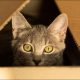 A picture of a cat peeping out of a box. No alterations, just cropping. Original image 'silver tabby cat in brown cardboard box' submitted to UnSplash in November 2020 by Elena Kloppenburg, used under permissive license – source https://unsplash.com/photos/silver-tabby-cat-in-brown-cardboard-box-f4HJPGXUiQY