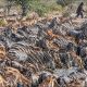 AI-generated image by GPT Image 2 depicting zebras drinking at a crowded African watering hole, and Bigfoot passing obliviously in the distance.